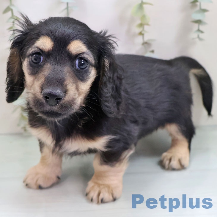 ミニチュア・ダックスフンド