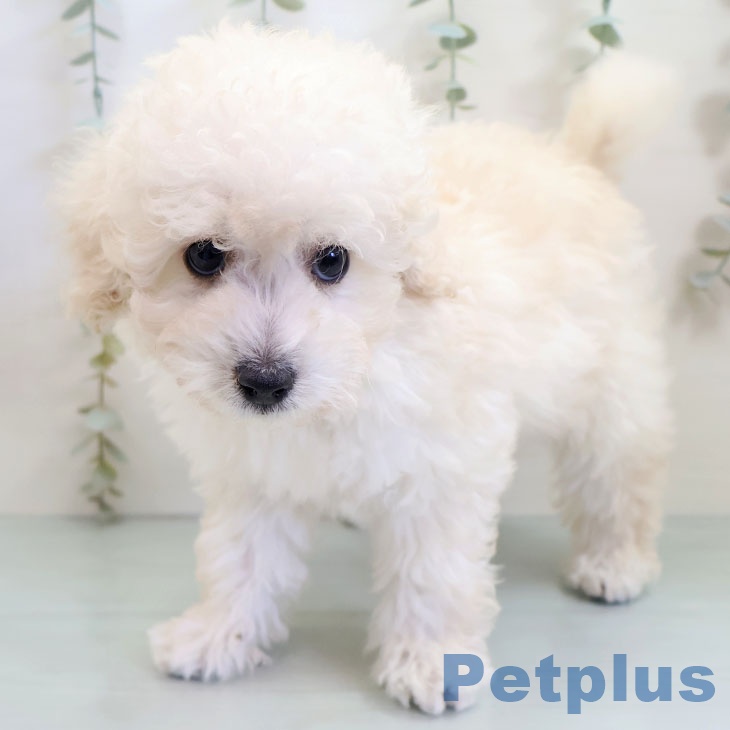 トイ・プードル