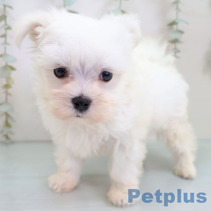 マルチーズの写真2