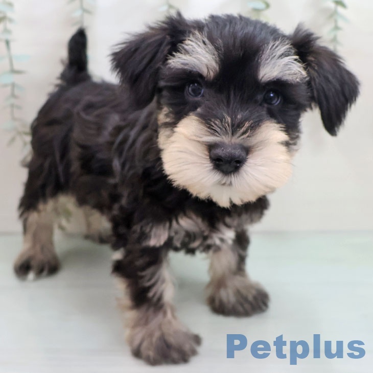 ミニチュア・シュナウザー