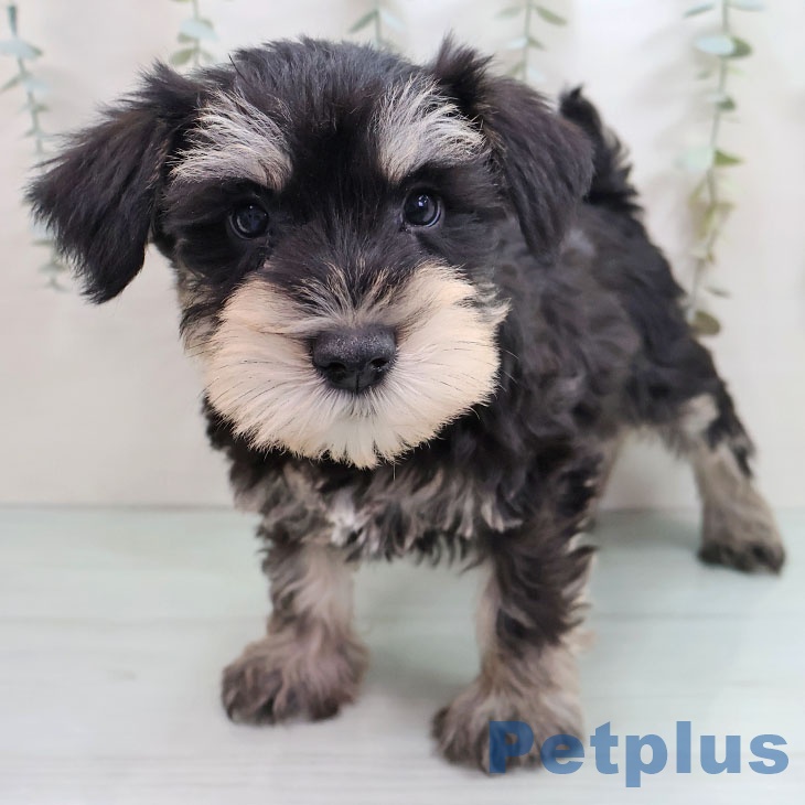 ミニチュア・シュナウザーの写真2