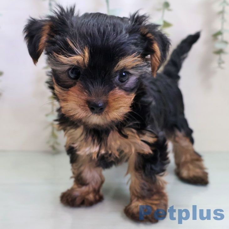 ヨークシャー・テリア