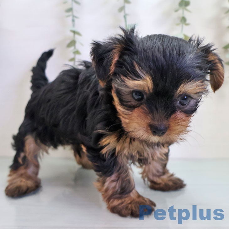 ヨークシャー・テリア