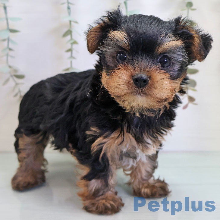 ヨークシャー・テリア