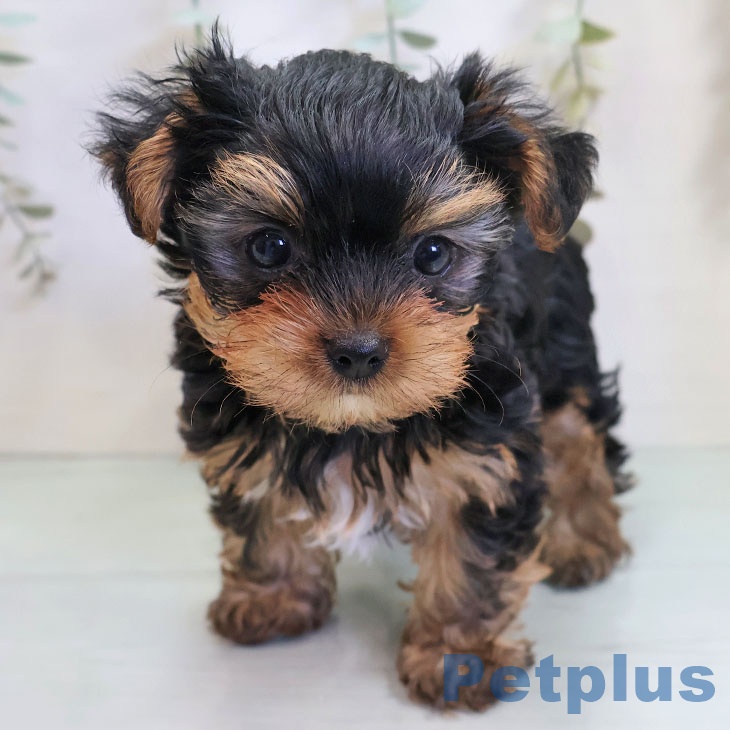 ヨークシャー・テリアの写真2