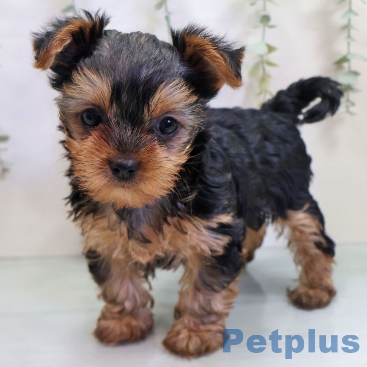 ヨークシャー・テリア