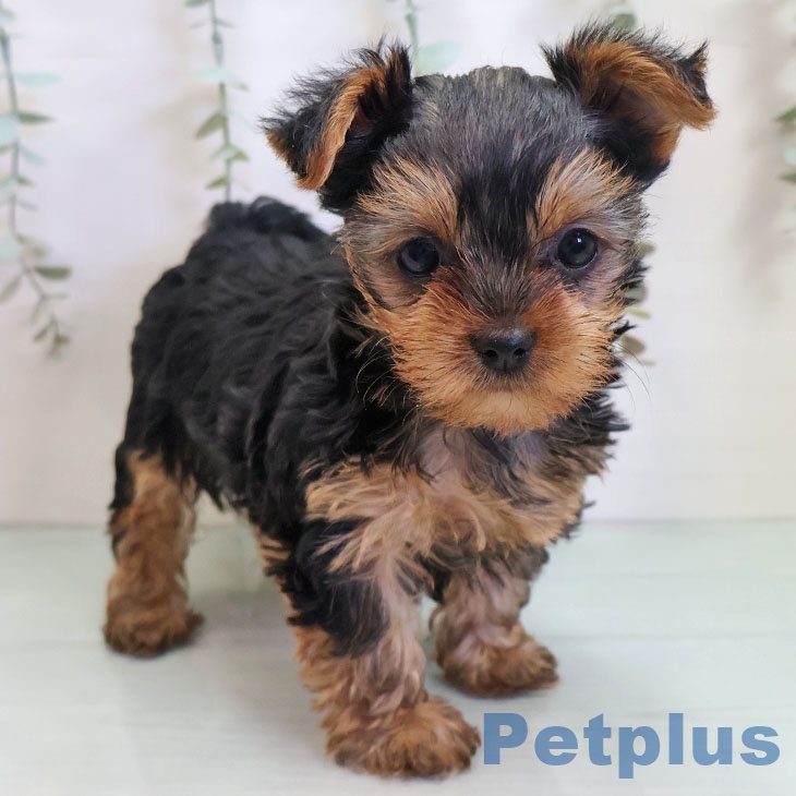 ヨークシャー・テリアの写真2