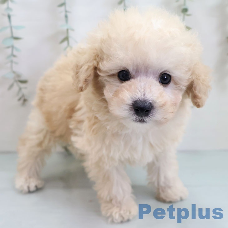 トイ・プードル