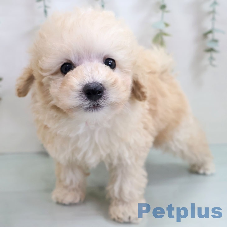 トイ・プードル