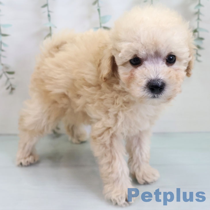 トイ・プードル