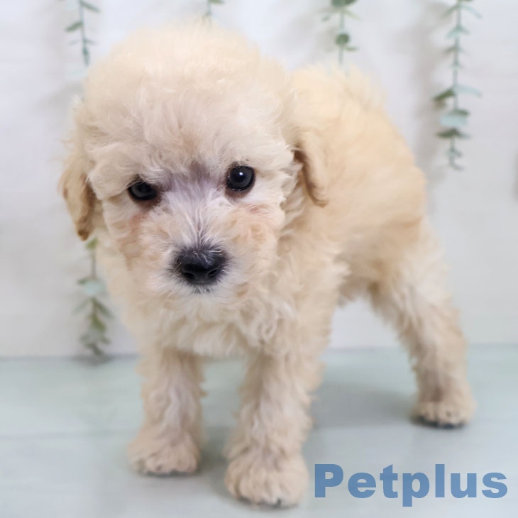 トイ・プードルの写真2