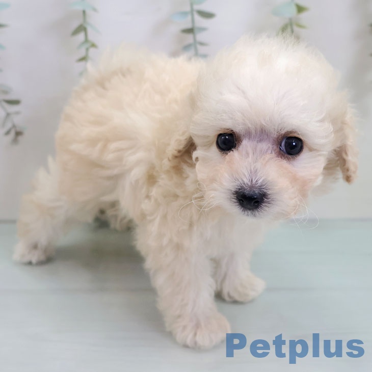 トイ・プードル