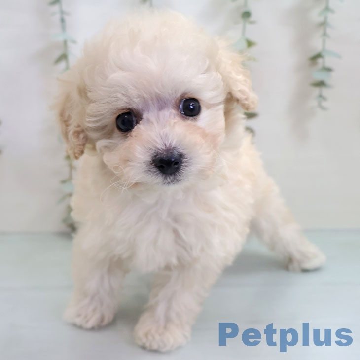 トイ・プードル