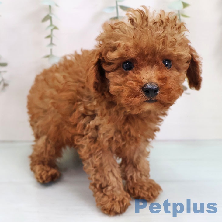 トイ・プードル