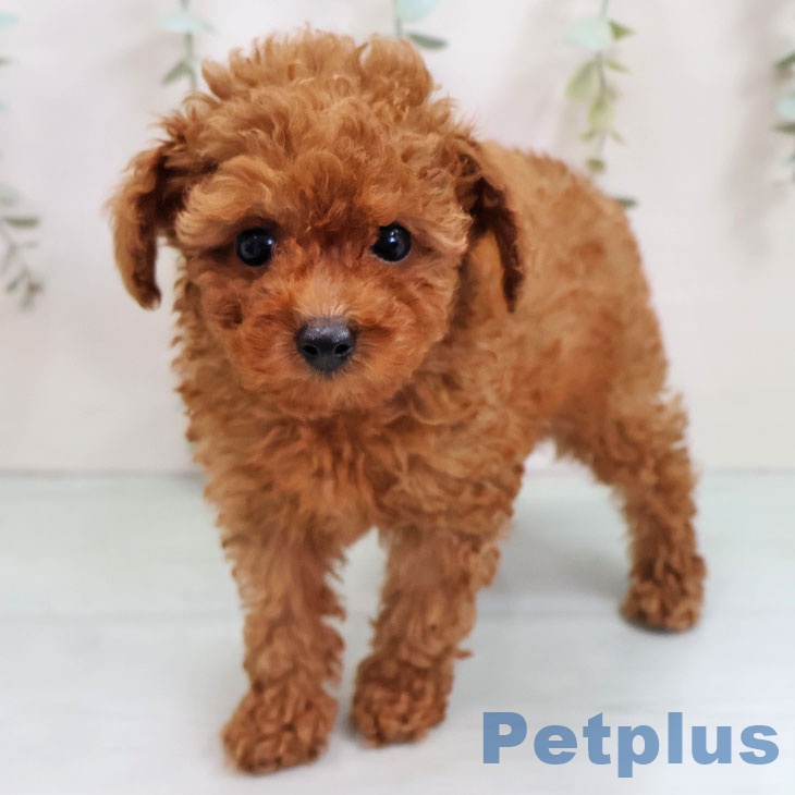 トイ・プードル