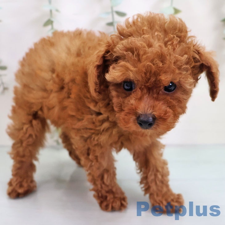 トイ・プードル