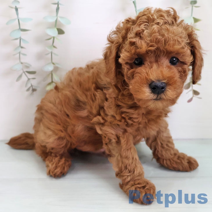 トイ・プードル