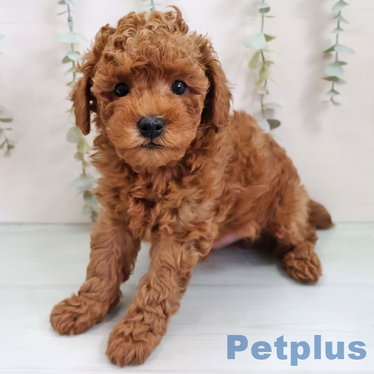 トイ・プードル