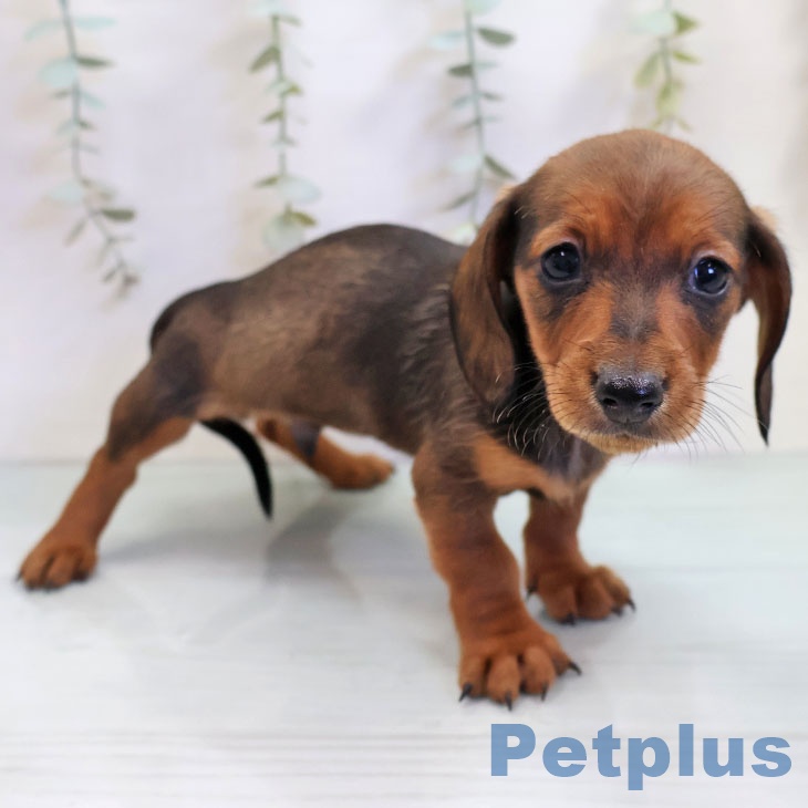 カニーンヘン・ダックスフンド