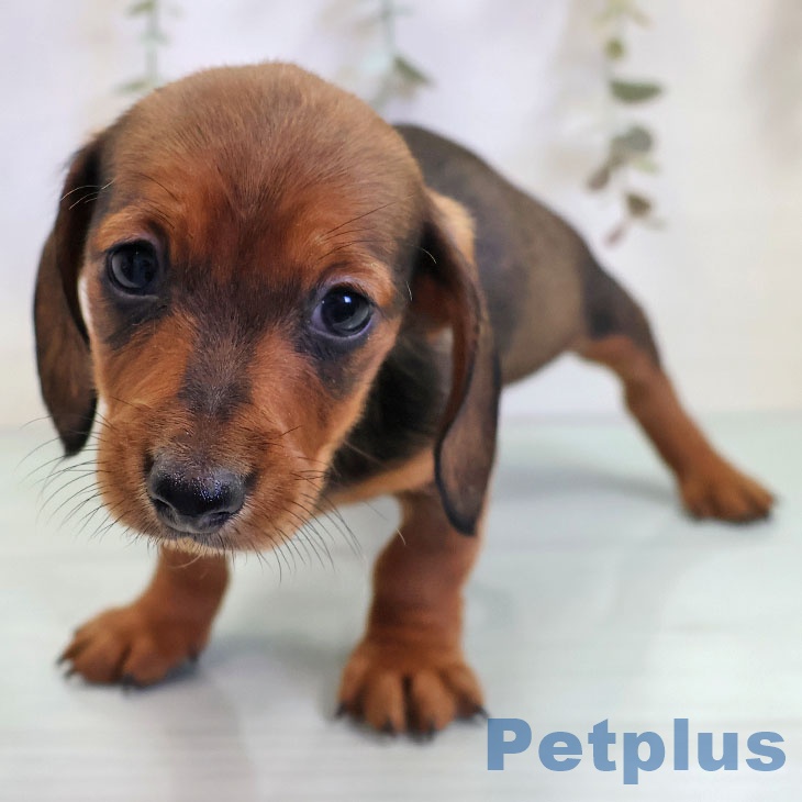 カニーンヘン・ダックスフンド