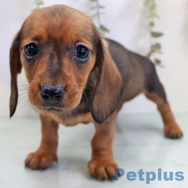 カニーンヘン・ダックスフンド