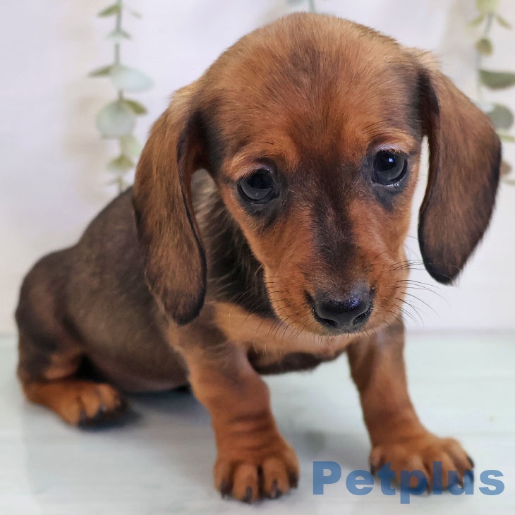 カニーンヘン・ダックスフンドの写真2