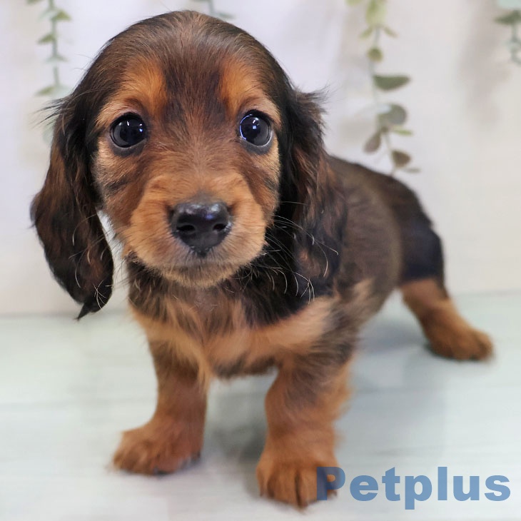 カニーンヘン・ダックスフンド