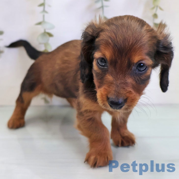 カニーンヘン・ダックスフンド