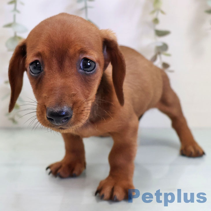 カニーンヘン・ダックスフンド