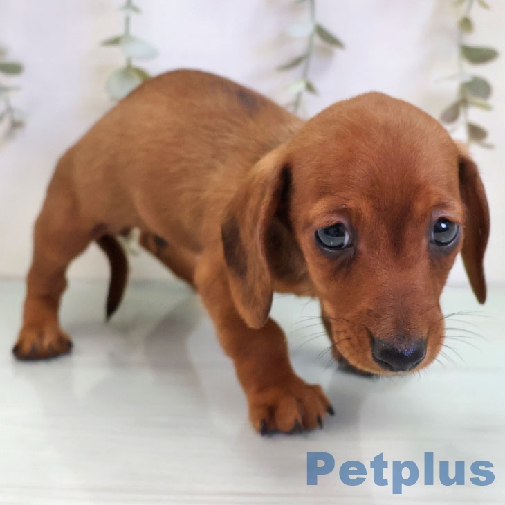 カニーンヘン・ダックスフンドの写真2