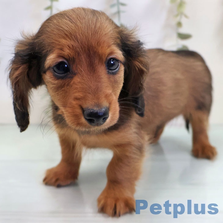 カニーンヘン・ダックスフンド