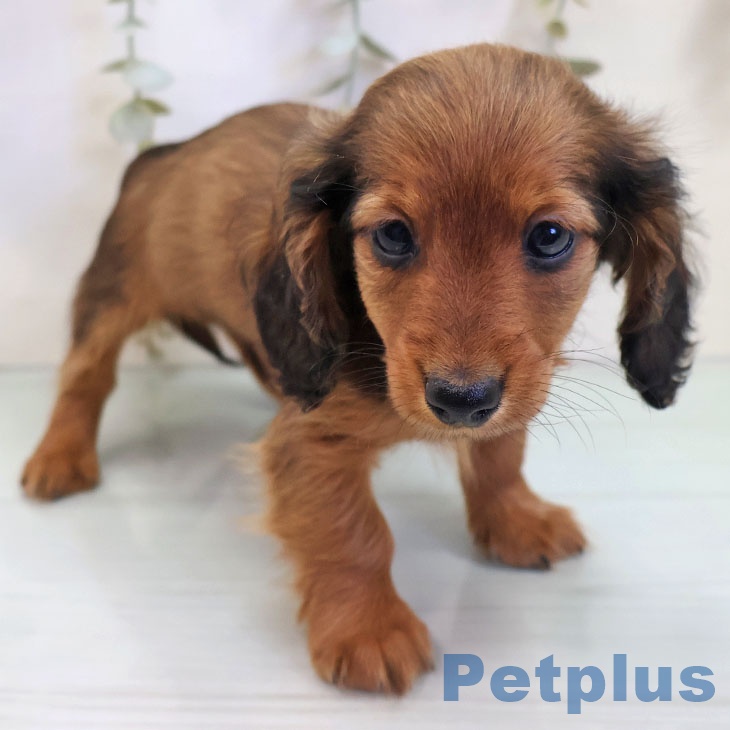 カニーンヘン・ダックスフンドの写真2