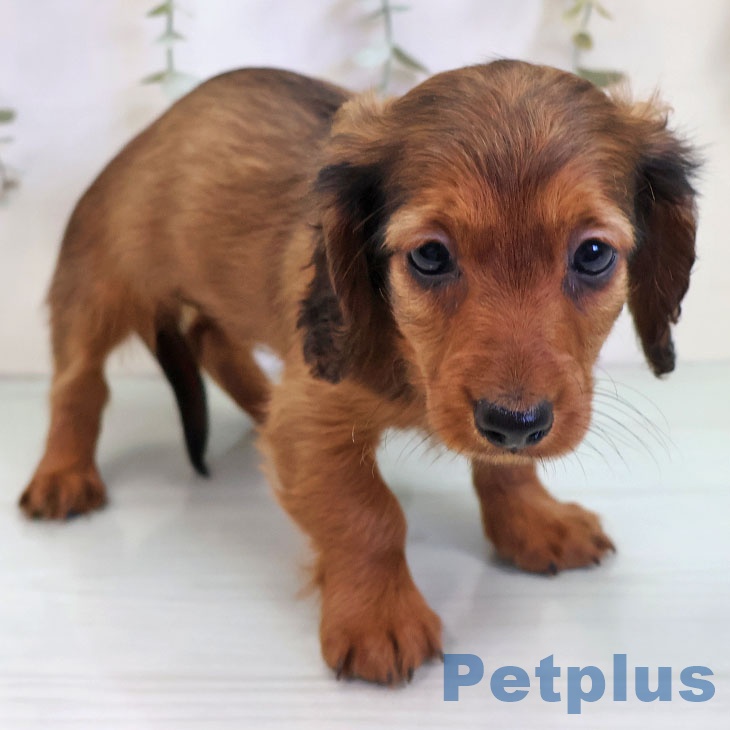 カニーンヘン・ダックスフンド