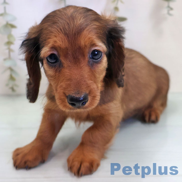 カニーンヘン・ダックスフンドの写真2