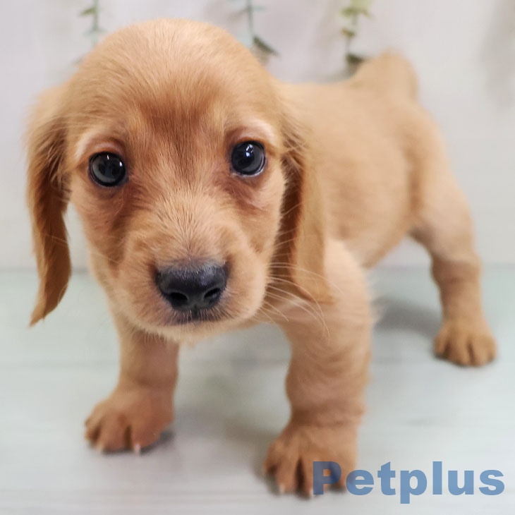 ミニチュア・ダックスフンド