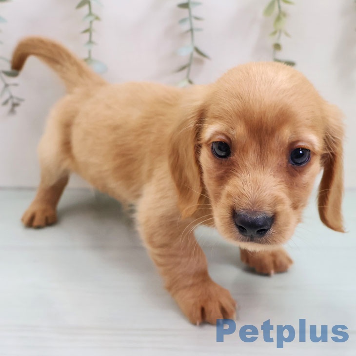 ミニチュア・ダックスフンドの写真2