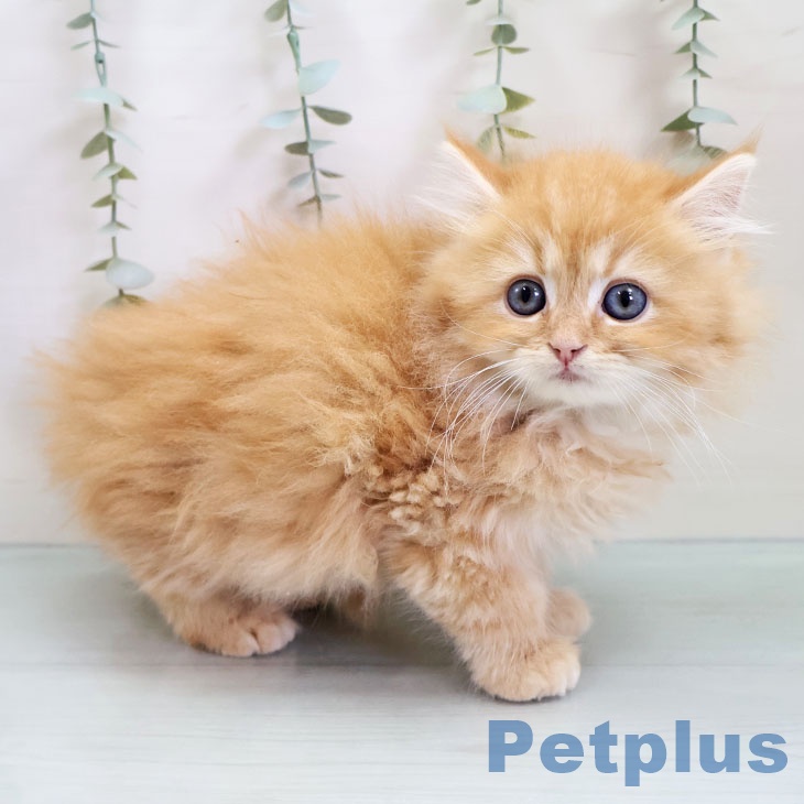 ラガマフィンの写真2