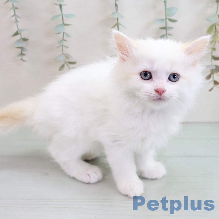 マンチカンの写真2