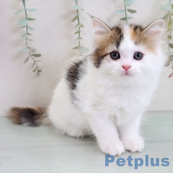 マンチカンの写真2