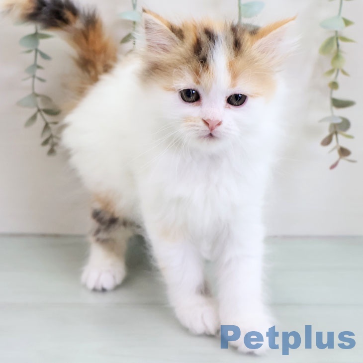 マンチカンの写真2