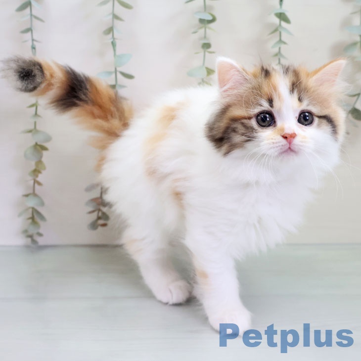 マンチカンの写真2