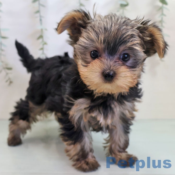 ヨークシャー・テリア