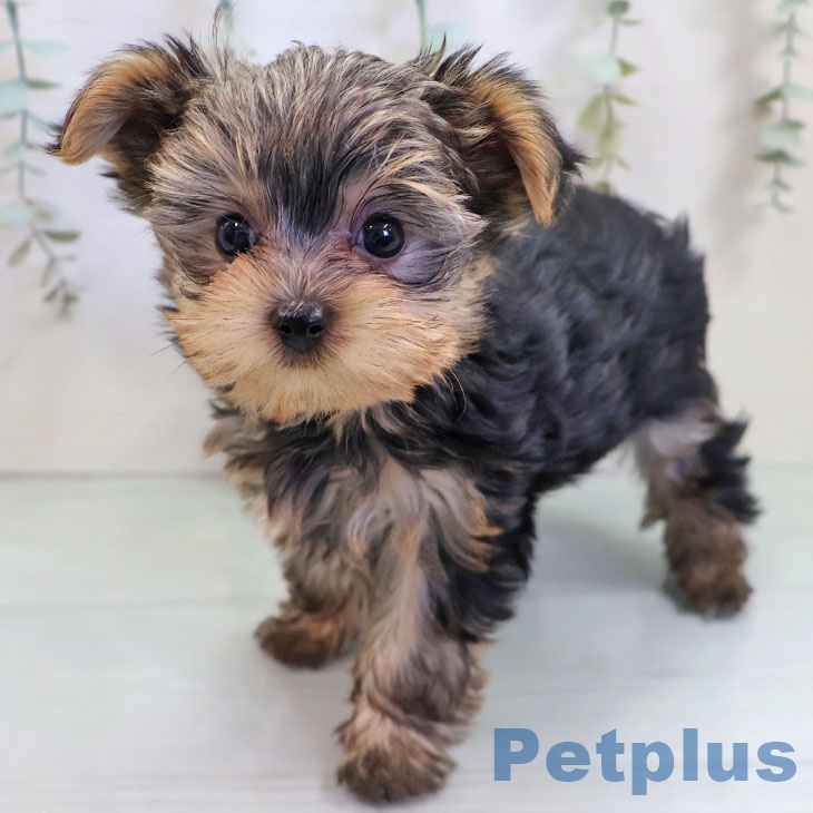 ヨークシャー・テリアの写真2