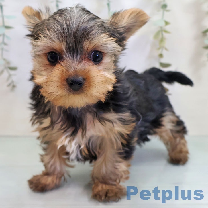 ヨークシャー・テリア