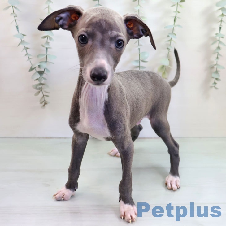 イタリアン・グレーハウンドの写真2