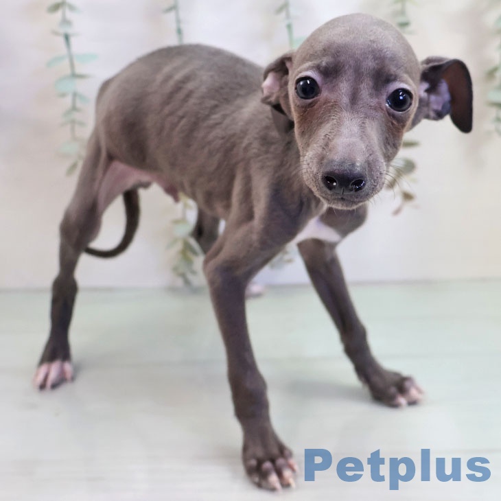 イタリアン・グレーハウンド