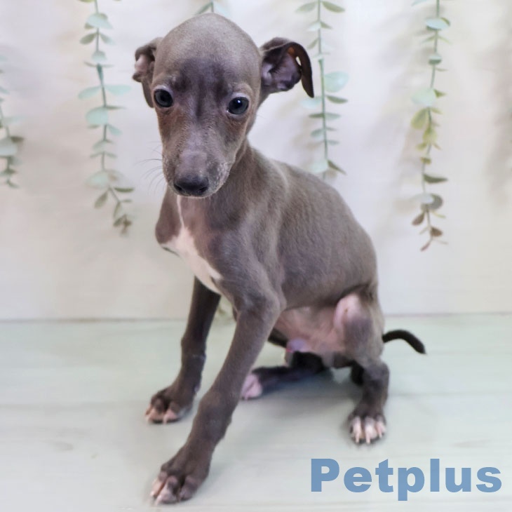 イタリアン・グレーハウンドの写真2