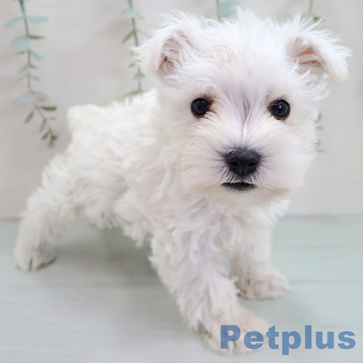 ミニチュア・シュナウザー