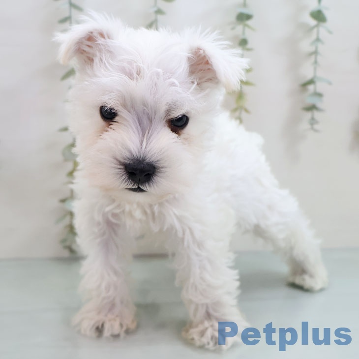 ミニチュア・シュナウザーの写真2