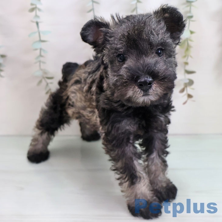 ミニチュア・シュナウザー